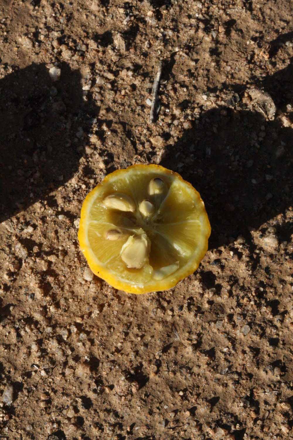              Fruit cross-section (Riverside, CA)       